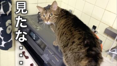 ガスコンロに登っているイタズラ猫を本気で叱った結果…【てん動画】