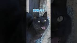 黒猫と甘い時間を過ごしました【感動猫動画】