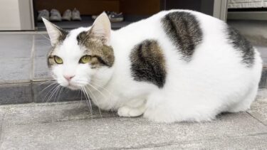 寒い日の散歩から帰るとホットカーペットで温まる真ん丸な猫【ひのき猫】