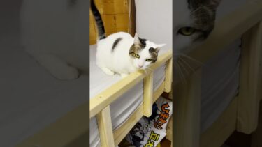 ちょっと黄ばみ過ぎなのでは #ひのき猫  #猫 #cat【ひのき猫】