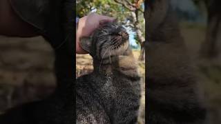 撫でられた顔が可愛すぎる猫【感動猫動画】