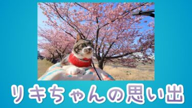 【リキちゃんねる　猫動画】リキちゃんの思い出　2023.11.23  キジトラ 猫のいる暮らし