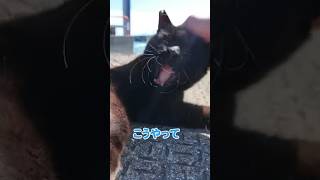 撫でてほしいんにゃ🐱【感動猫動画】