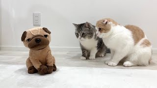 突然犬のぬいぐるみが喋りはじめたら猫たちがこうなっちゃいましたwww【もちまる日記】