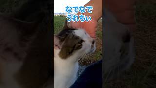 警戒心が解けた猫が可愛すぎる…！【感動猫動画】