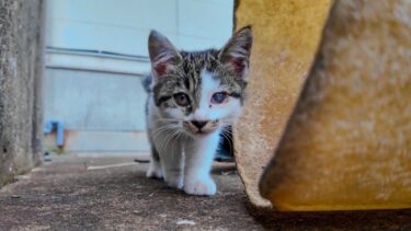 漁港の野良猫たち近づくと微妙に逃げる【感動猫動画】