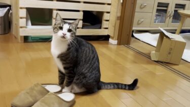 日本人特有の「並ぶ」文化を継承している猫【ひのき猫】