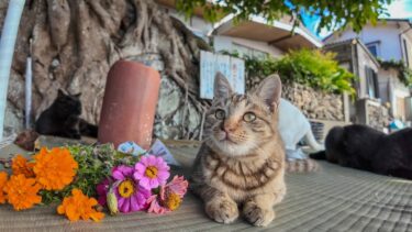 港近くの大きな木の下で寛ぐ島の猫たち【感動猫動画】