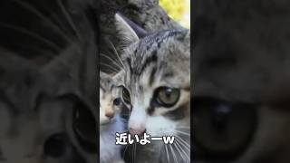 美人すぎる仔猫ちゃん…🐱 #shorts【感動猫動画】