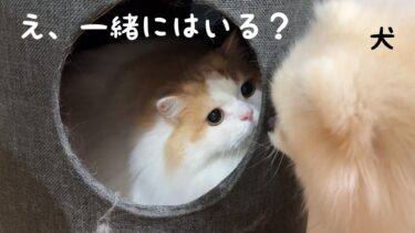 一緒に狭い穴に入りたい犬に、猫のとった行動が優しすぎました！【猫のレモンちゃんねる】