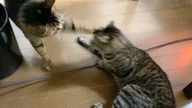 てんちゃんにボコられるふくちゃん…【てん動画】
