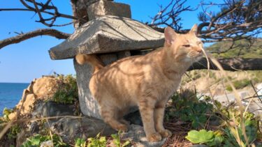 神社猫「海辺の崖っ淵に小さな祠があるから参拝に行くニャン!」【感動猫動画】