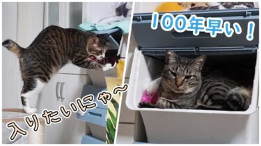 お兄ちゃんにあこがれる弟猫☆プライベートルーム!?何それ入りたい！なゴマちゃん☆おもちゃ箱でやりたい放題ガーちゃん【リキちゃんねる　猫動画】 キジトラ 猫のいる暮らし