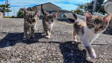 猫島の子猫「それユーチューブ？出るニャン!」全力で駆け寄ってくる子猫がかわい過ぎる【感動猫動画】