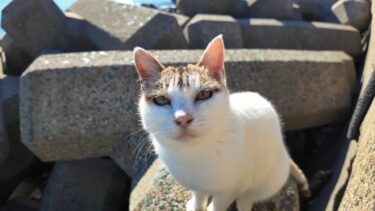 【今週の感動猫動画】今週撮った短い未公開動画まとめて公開-unreleased video of this week-2023/11/1w【感動猫動画】