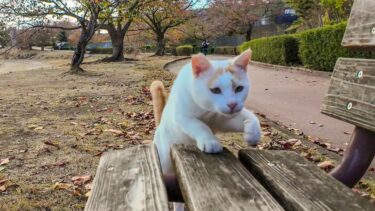 池の畔のベンチに座ると猫がトコトコ歩いてきて膝の上に乗ってきた【感動猫動画】