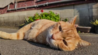 最初は警戒していたけどやっぱり出てきてゴロンゴロン転がる茶トラ猫【感動猫動画】