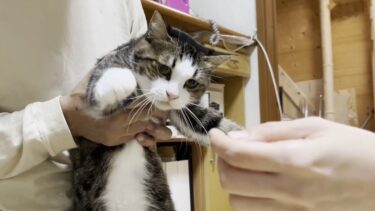 お父さんのせいで猫に怒られた上に噛まれたお母さん【ひのき猫】