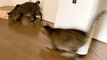 てんちゃんがふくちゃんに高速で突撃してしまいました…【てん動画】
