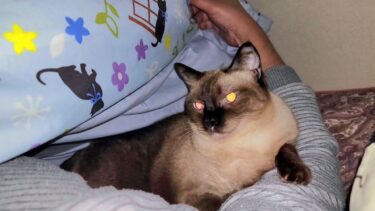 朝起きようとしたら隣で寝てたシャム猫に腕に力を加えられて起きれなくなった💦【CuteWoo】