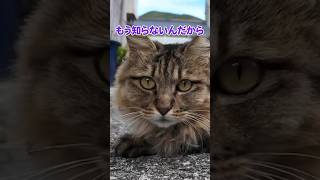 かまってよー！！😾【感動猫動画】