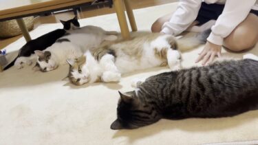 ホットカーペットでポテポテとダラける猫【ひのき猫】