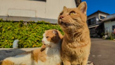 漁港近くの石のベンチには猫が沢山集まって愉しい【感動猫動画】