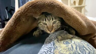 寒すぎてパパのお布団に侵入するふくちゃん…【てん動画】