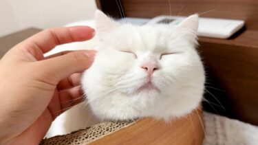 ふわふわ猫の１日に密着したら飼い主にべったりで可愛すぎた…。【ポムさんとしまちゃん / ねこべや】