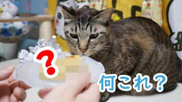 猫の評価が正当すぎて笑える☆じゃがりこボールが明石焼きになってしまった時のガーちゃんの反応が辛辣ｗ　【リキちゃんねる　猫動画】 キジトラ 猫のいる暮らし