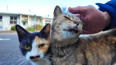 廃墟の島で路肩にバイクを停めたら通りの向こうから猫がゾロゾロ集まってきた【感動猫動画】