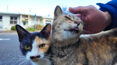 廃墟の島で路肩にバイクを停めたら通りの向こうから猫がゾロゾロ集まってきた【感動猫動画】