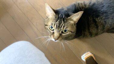 おやつを貰うためにパパを誘惑するてんちゃん…【てん動画】