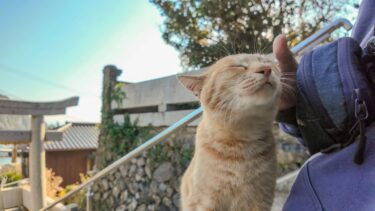 神社の階段を上って最上段に座ると猫が寄ってきて膝の上に乗ってきた【感動猫動画】