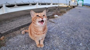 漁港の夕暮れ時の猫ちゃん、撫でられてゴロンゴロンしたあとは水飲みに行った【感動猫動画】