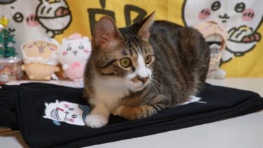 ちいかわルームパンツは猫転送装置☆そそくさと上に座りに来るゴマちゃん【リキちゃんねる　猫動画】 キジトラ 猫のいる暮らし