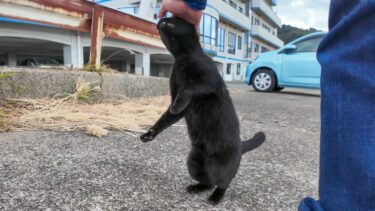 旅先の港で伸び上がって撫でられにくる黒猫に出会った【感動猫動画】
