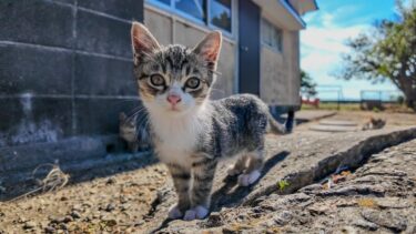 猫島で暮らす子猫たちがかわい過ぎる【感動猫動画】