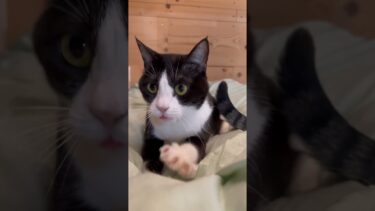 ヨダレが落ちたん見た？ #ひのき猫 #猫 #保護猫【ひのき猫】