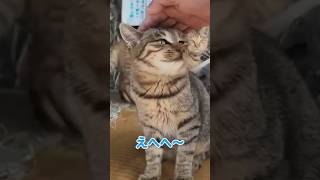 猫さんだよ！全員集合！😸【感動猫動画】