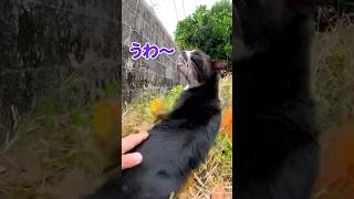 気持ち良くてびっくりしちゃう猫😸【感動猫動画】