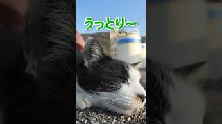 撫でられてうっとりしちゃう猫が愛おしい…！ #shorts【感動猫動画】