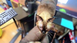 机に来て邪魔するシャム猫に「早く膝に移って」と急かしたら😙【CuteWoo】