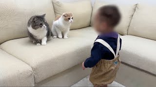 初めて歩けるようになった赤ちゃんを見た猫たちがまさかのこうなりました…【もちまる日記】