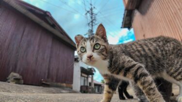 猫島の路地裏にカメラを置いたら猫が現れてゴロゴロ寝転んで楽しい【感動猫動画】