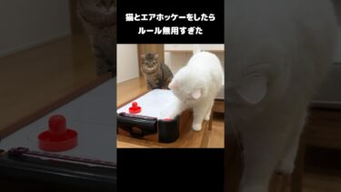 猫とエアホッケーをしたらルール無用すぎたw #shorts【ポムさんとしまちゃん / ねこべや】