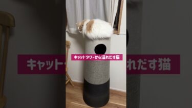 キャットタワーから溢れだす猫【猫のレモンちゃんねる】