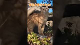猫のお散歩が可愛すぎる♪【感動猫動画】