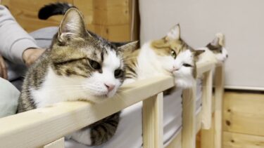 ２Fのベッドで一緒にゴロンと寝たかった猫【ひのき猫】