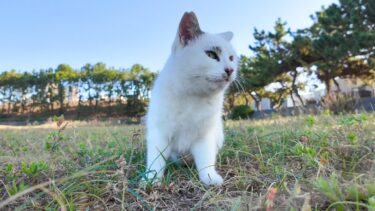 海辺で会った野良猫、何か喋りながら歩いていたと思ったら虫を見つけて急に飛びかかる【感動猫動画】